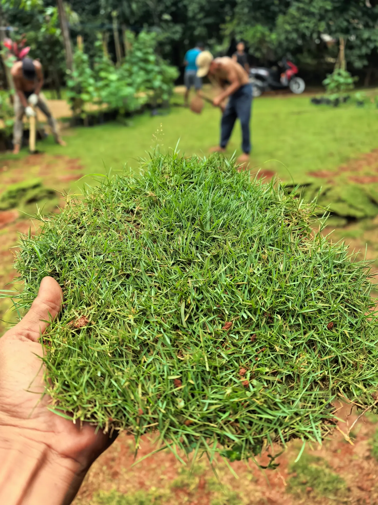 Lawn and grass installation for Villa landscaping in Phuket